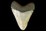 Fossil Megalodon Tooth - North Carolina #124685-2